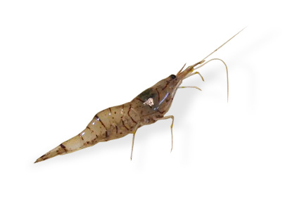 丸銀釣りセンター 鯛ラバのタックル